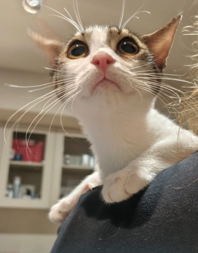 Tekir uysal kedi fotoğraf