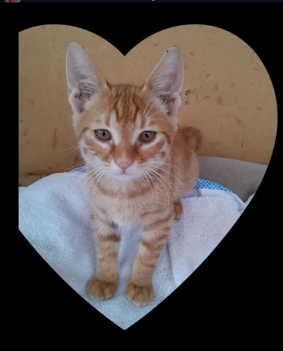 Sarman kedi uysal fotoğraf