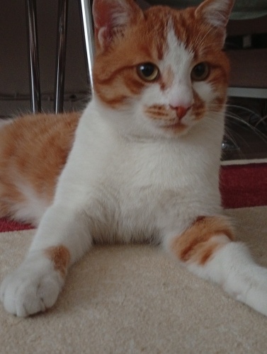 Üç Patili Güzel Güneşe Yuva 🌞 fotoğraf