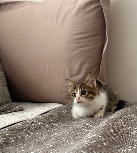 Sokağa geri dönmesin çok acil yuva arıyoruz fotoğraf