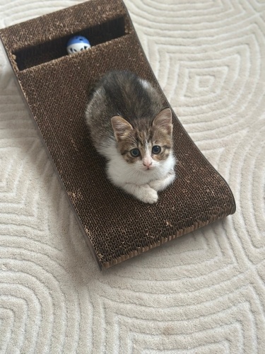 Sokağa geri dönmesin çok acil yuva arıyoruz fotoğraf