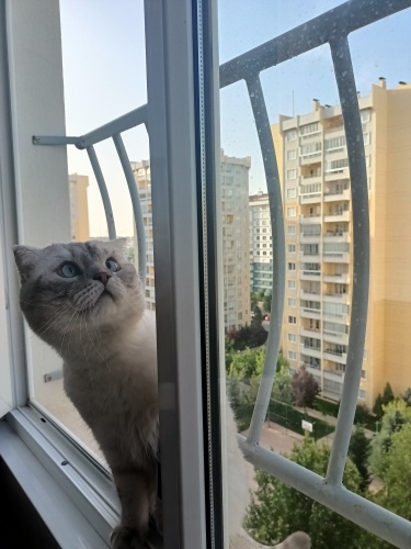 Mavi gözlü, sevimli Scottish fold fotoğraf