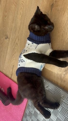 Kara şimşek yeni yuvasını arıyor fotoğraf