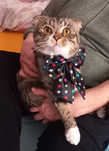 Terk ettiler acil yuva arıyor fotoğraf