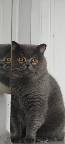 British shorthair fotoğraf
