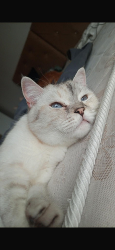 Jülideye kalıcı yuva arıyoruz fotoğraf