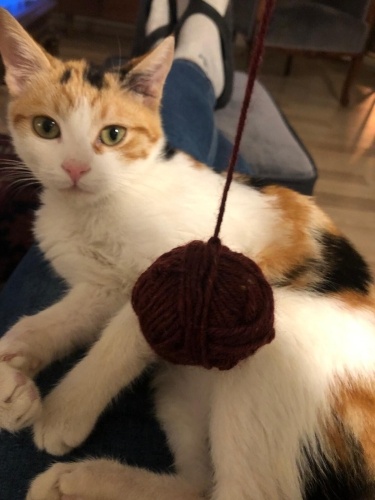ŞANS , UĞUR VE PARA GETİREN CALICO KEDİSİ fotoğraf