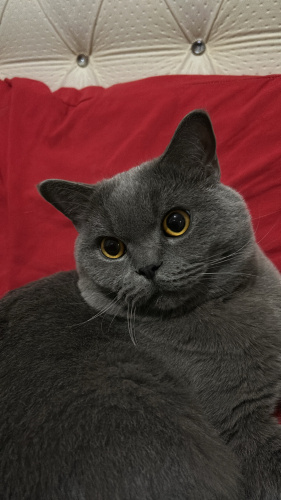 Güzeller güzeli British shorthair oğluma ömürlük yuva fotoğraf