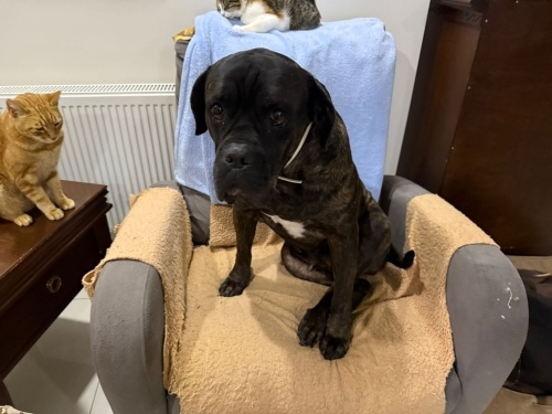 Mastif kızımız Rose a yuva arıyoruz fotoğraf