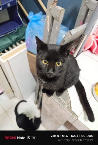 Hamur gibi yoğur sev fotoğraf