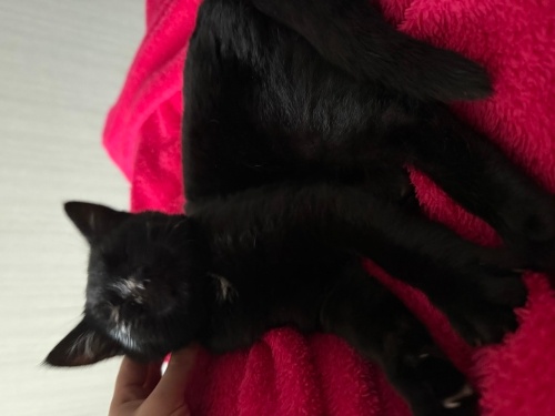 Güzeller güzeli sevecen zeytinimize yuva acil fotoğraf