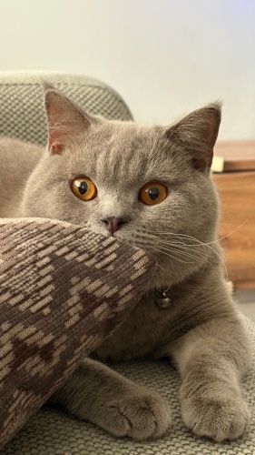 AÇIKLAMAYI OKUYUN LÜTFEN fotoğraf