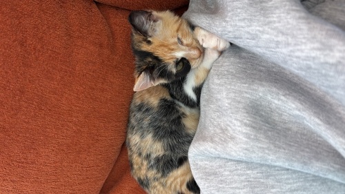 Güzeller güzeli bir calico fotoğraf