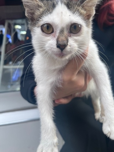 Acil yuva aranıyor fotoğraf