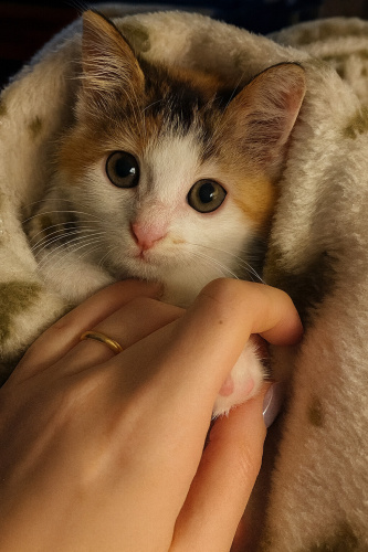 Aiko yuva arıyor fotoğraf