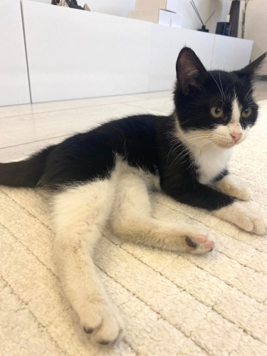 MASKE (dişi smokin) yuvasını arıyor🤍 fotoğraf