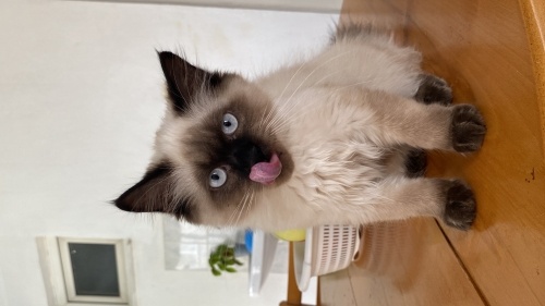 Uysal sevecen ve oyuncu fotoğraf