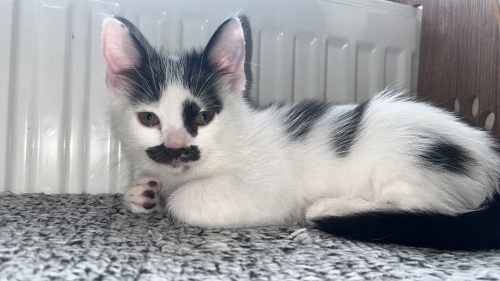 Bu yavruya yuva arıyoruz 💕 fotoğraf