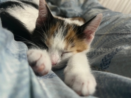 Bu yavruya yuva arıyoruz 💕 fotoğraf