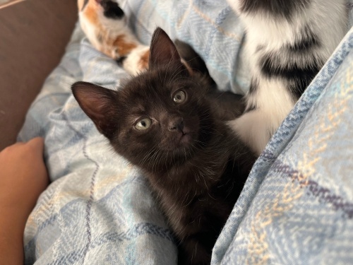 Bu yavruya yuva arıyoruz 💕 fotoğraf