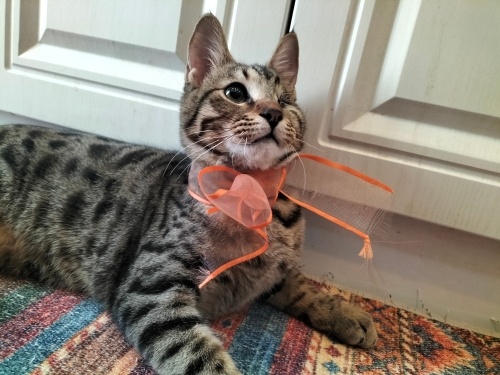 Yumoş Korsan bey yuva arıyor ❤️(tek gözü enegelli) fotoğraf