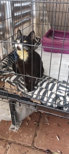 Pisagora Bodrum Muğla civarlarında yuva arıyoruz fotoğraf