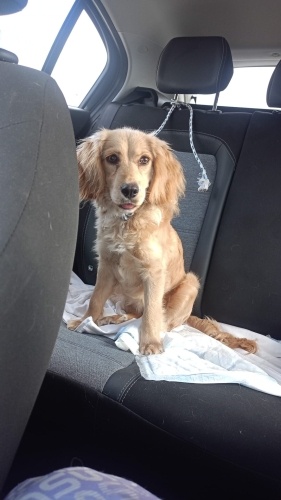 4 aylık cuker yuva arıyoruz fotoğraf