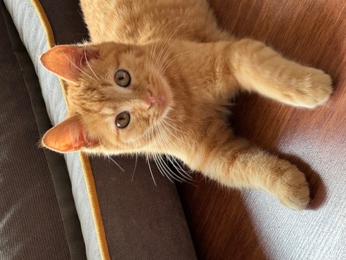 Harika bir Sarman fotoğraf