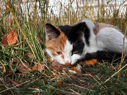 Tedavide, sokağa dönemez, Üç renkli dünya tatlısı çok sevecen bir kucak kedisi fotoğraf