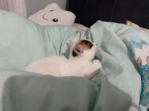 Bir aylık civarı dişi yavru fotoğraf