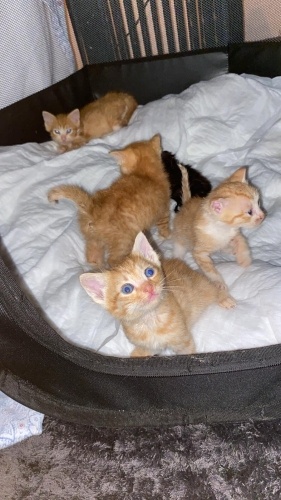 Minik sarı yavrular fotoğraf