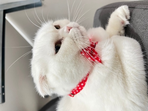 Pamuk yuva arıyorrr fotoğraf