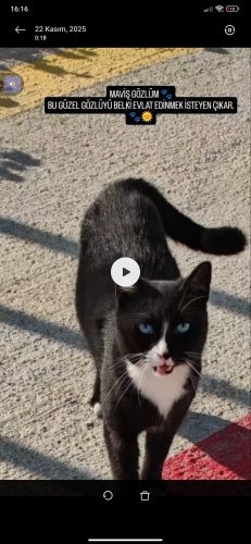 Mavi göz sevecen fotoğraf