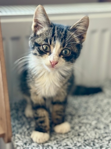 Uzun tüylü çok özel bir kedi fotoğraf