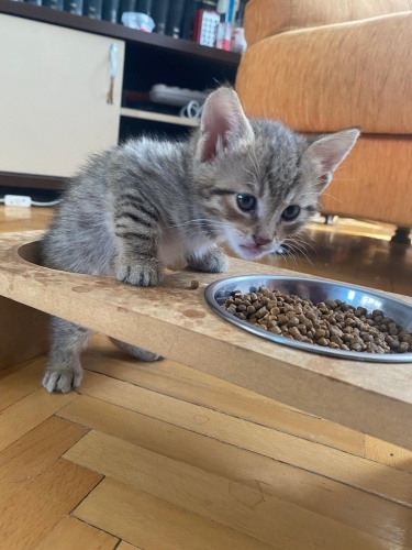Sokakta Zorlanan 6 Aylık Yavruya Kucak Açın fotoğraf
