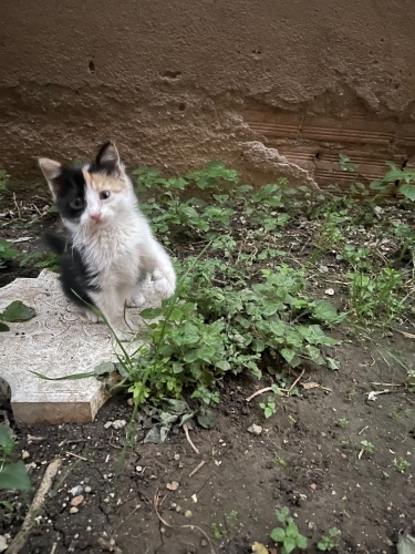 Şana kedisi calico çerez ömürlük yuvasını arıyor fotoğraf
