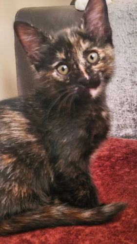 Ömürlük yuva arıyoruz.Beni sokağa göndermeyin😪 fotoğraf