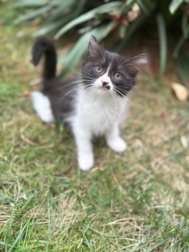 SOFİ YUVA ARIYOR fotoğraf