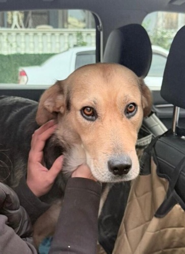 Eğitime açık canlarımıza yuva aramaktayız fotoğraf