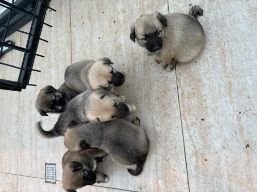 Yavru kangallar için yuva arıyoruz fotoğraf