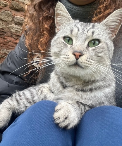 Sokağa bırakılmış bu yakışıklı oğlanın ömürlük yuvası olmak ister misiniz? fotoğraf