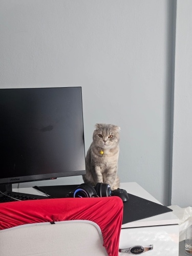 Ücretsiz bakabilecek birine teslim edilecektir. fotoğraf