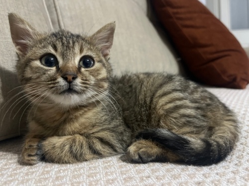 Oyuncu kum eğitimi olan harika canlı bi kedi fotoğraf