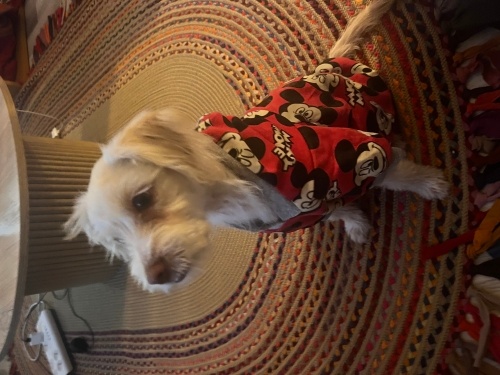 Ücretsiz sahiplendirme fotoğraf