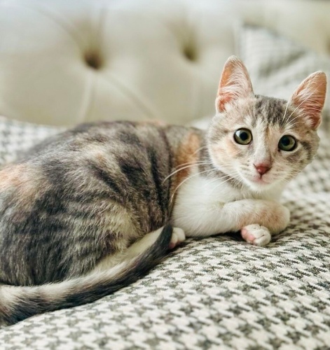 ÜCRETSİZ KEDİ SAHİPLENMEK İÇİN EN DOĞRU YERDESİNİZ! fotoğraf