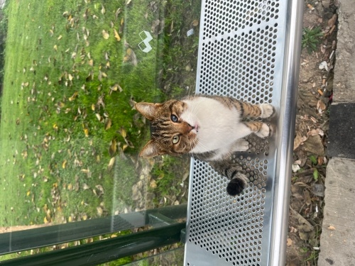 Tek gözü görmüyor, dünya tatlısı sakin sevecen bir kedi fotoğraf