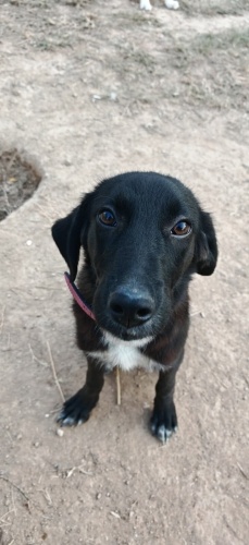 LUNA İÇİN ÇOK ACİL YUVA ARANIYOR fotoğraf