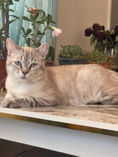 Ömürlük yuva arıyor fotoğraf