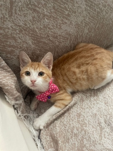 Dilara’ya ömürlük yuva fotoğraf