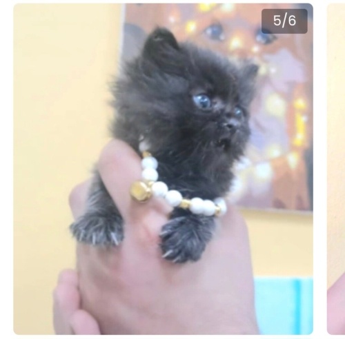 Ücretsiz sahiplenme pofidik tuğlu bombay cins yavru fotoğraf